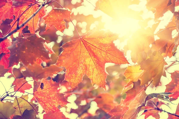 Yellow and red maple leaves in forest at sunny day