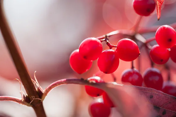 Macro image of red viburnum berries, small depth of field.