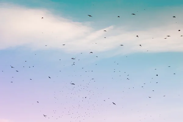 A flock of migratory birds in the blue sky