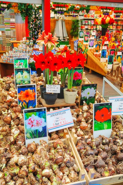 Boxes with bulbs in Amsterdam