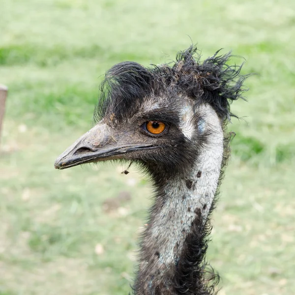 Emu portrait close up