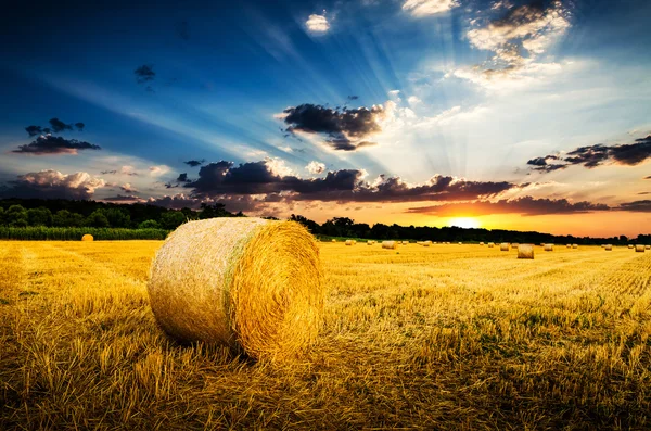 Hay bales on the field