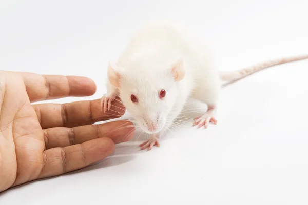 White laboratory rat isolated on white background