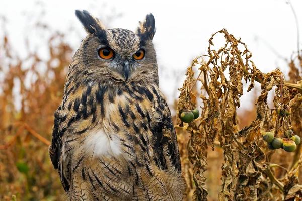 Eagle owl in field