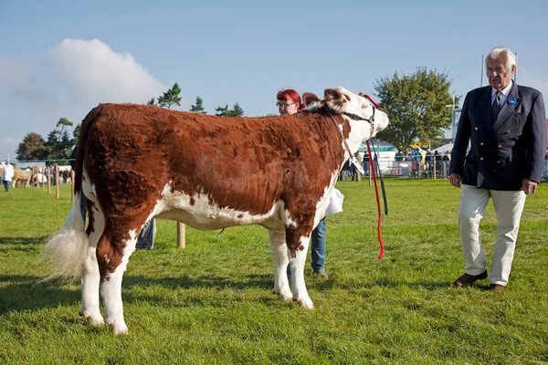 Cattle judging