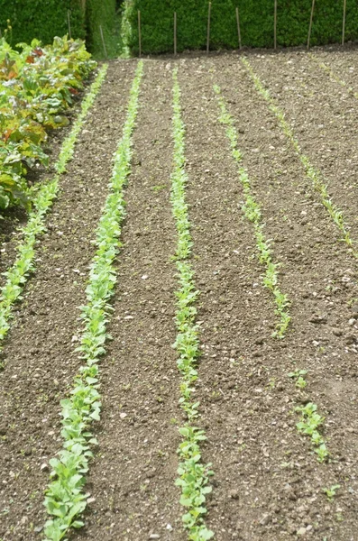 Vegetable seedlings growing in long line