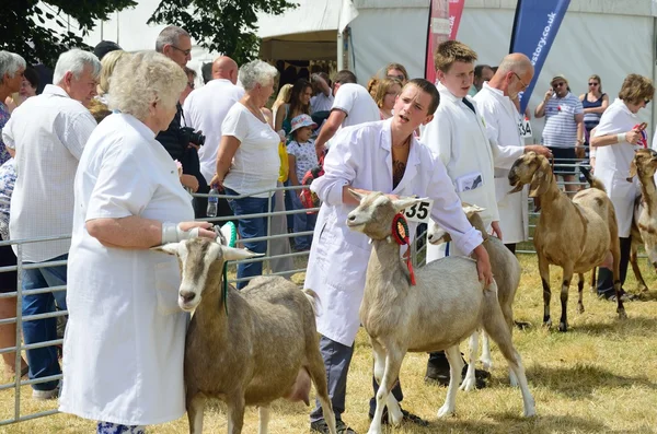 Goats  being Exhibited at Agricultural show