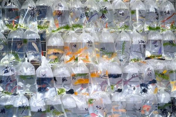 Goldfish market in Mong Kok, Hong Kong.