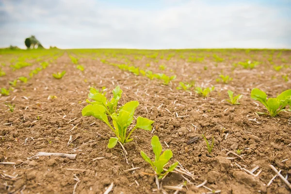 Farm field with green beet