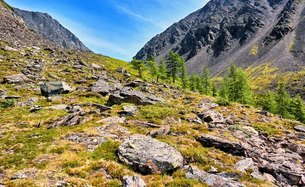 Several larches on slope of mountain tundra