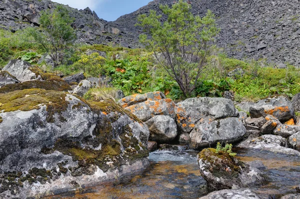 Rhodiola rosea growing on a rock in a mountain stream