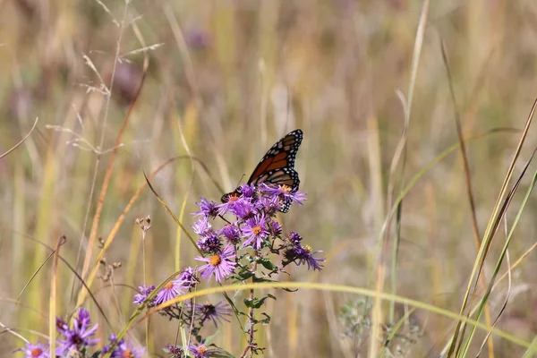 Monarch Butterfly on New England Aster