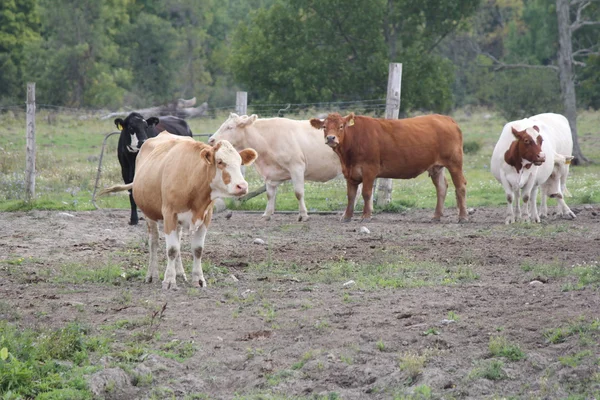 Cows in Feed Yard