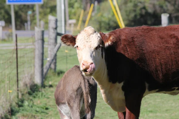 Hereford Cow