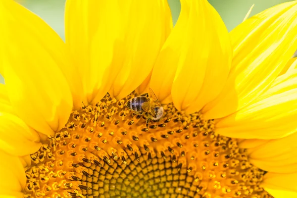 Sunflower half head and a bee closeup