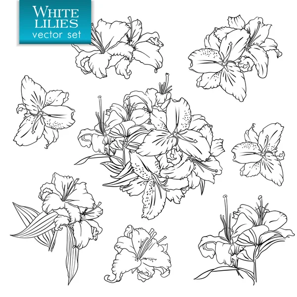 Outline drawings of white lilies