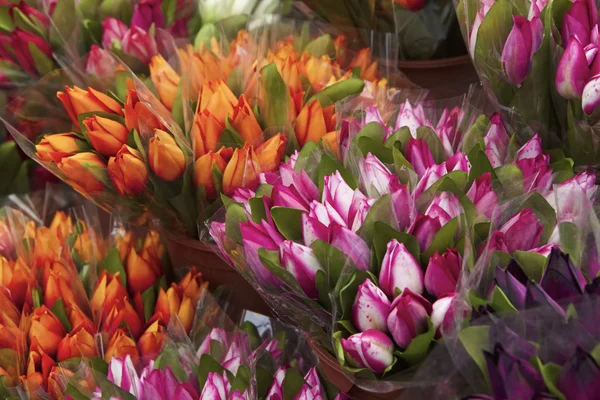 Holland, Amsterdam, Flowers Market, fake dutch tulips for sale