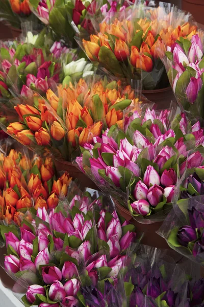 Holland, Amsterdam, Flowers Market, fake dutch tulips for sale