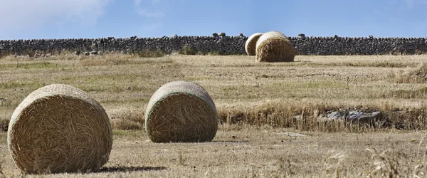 Italy, Sicily, countryside, harvested hay field