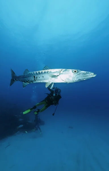 Caribbean Sea, Cuba, U.W. photo, diver taking pictures of a great Barracuda (Sphyraena barracuda) - FILM SCAN