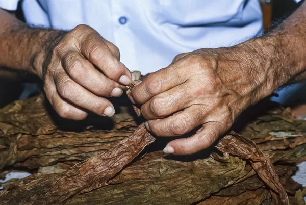 CUBA, Pinar Del Rio, cuban tobacco preparation in a cigars factory - FILM SCAN
