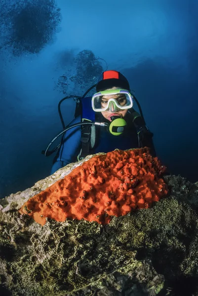 Diver and red sponges on a rock in Adriatic Sea