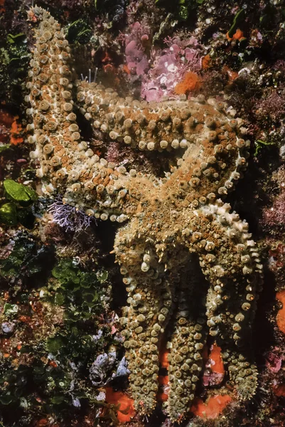 Mediterranean starfish in Adriatic Sea