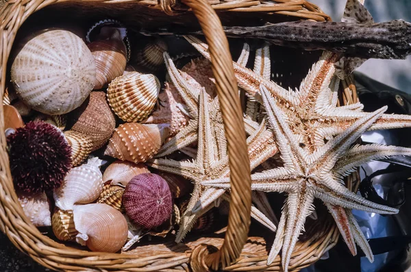 Dried starfish and sea urchins