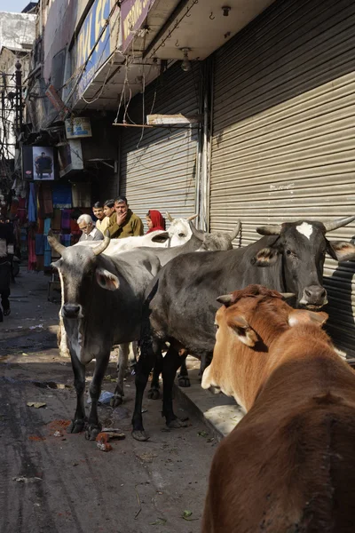 Indian people and cows at the Uttar Pradesh market