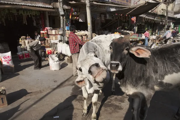 Indian people and cows at the Uttar Pradesh market