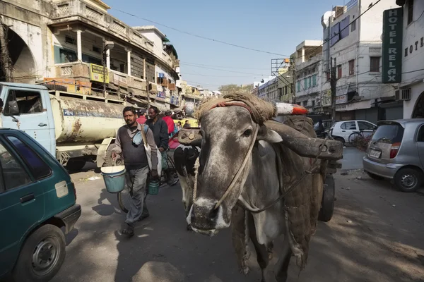 Indian people and a cow at the Uttar Pradesh market