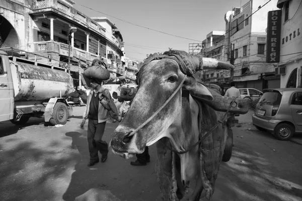 Indian people and a cow at the Uttar Pradesh market