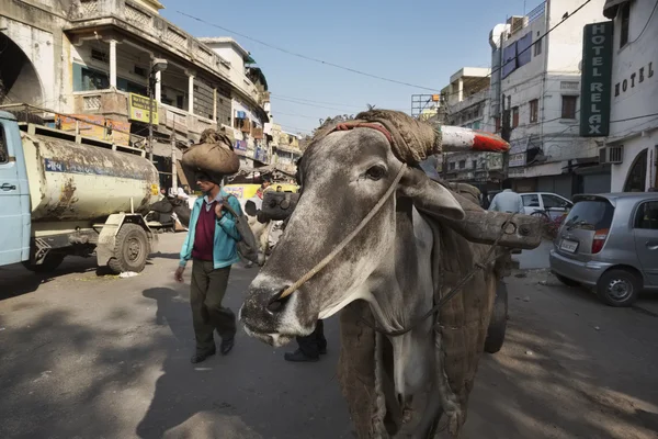 Indian people and a cow at the Uttar Pradesh market