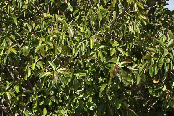 Mediterranean Ficus tree in a garden