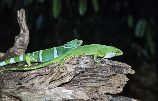 Fiji Islands, Viti Levu Island, tropical lizards on a tree - FILM SCAN
