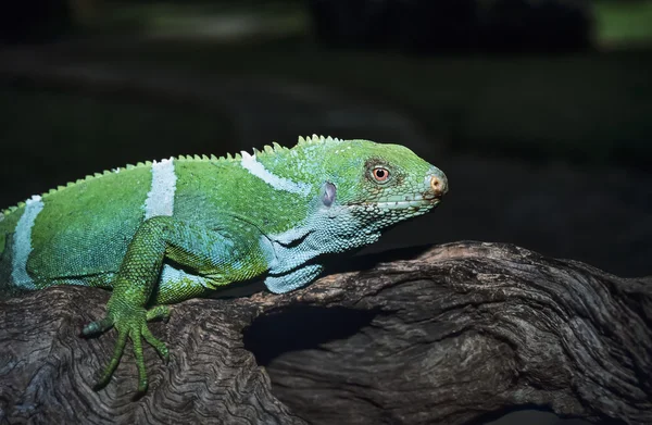Fiji Islands, Viti Levu Island, tropical lizard on a tree - FILM SCAN