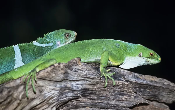 Fiji Islands, Viti Levu Island, tropical lizards on a tree - FILM SCAN