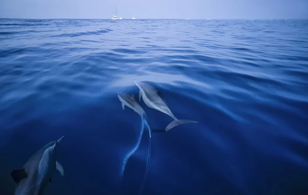 EGYPT, HURGHADA, Red Sea, wild dolphins in open water - FILM SCAN