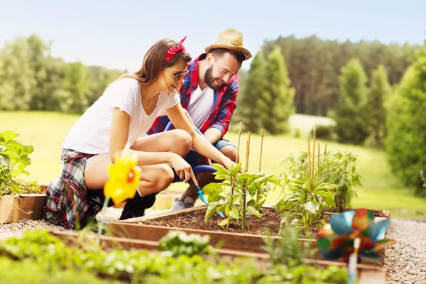 Couple planting organic vegetables