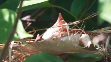 动物房子图库视频影像、免版税动物房子视频片