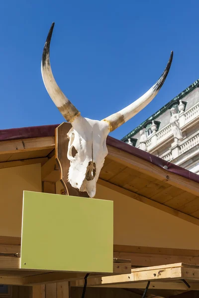 Skull of cattle with horns