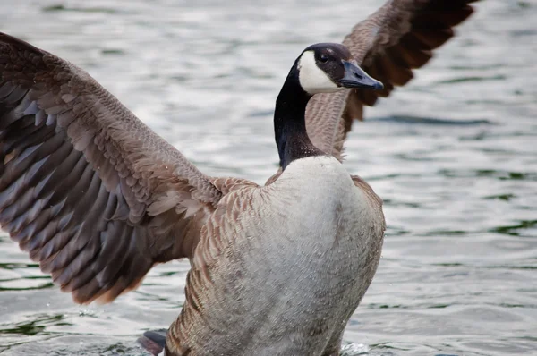 Canada goose with open wings