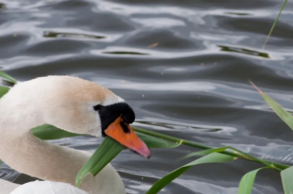 Mute swan and green leaves - nest-building in progress