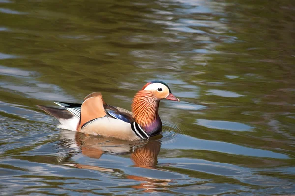 Mandarin duck - Aix galericulata - swimming to the right