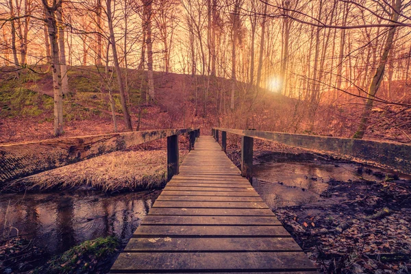 Forest bridge in the sunrise