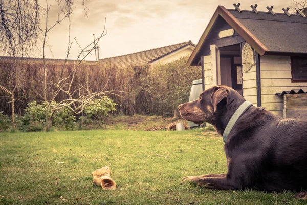 Dog in a garden with a bone