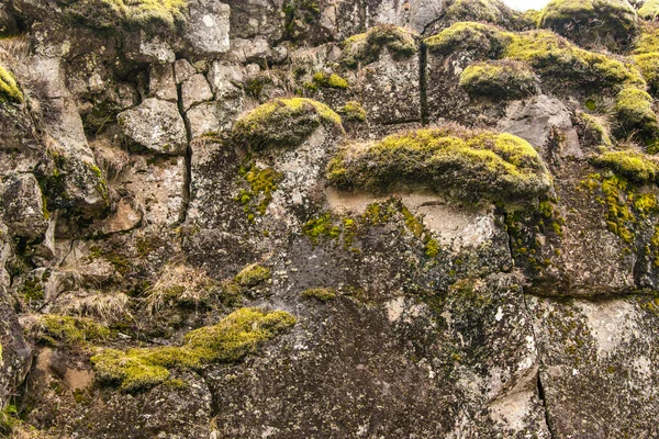 Green moss on cliffs in Iceland