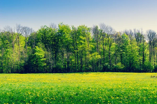 Green trees on a field with dandelions