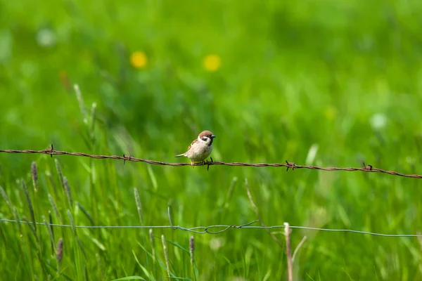 Barb wire with a house sparrow