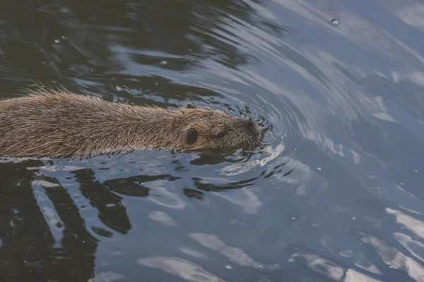 Beaver swimming in a dark lake